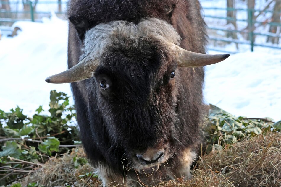 Piżmowół jest widoczny w ośnieżonym wybiegu, stojąc na sianie i jedząc rośliny pastewne. Zwierzę ma długą, ciemną sierść i charakterystyczne, zakrzywione rogi, a w tle widać ogrodzenie i drzewa pokryte śniegiem.