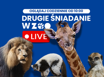 Napis drugie śniadanie w zoo. Pod spodem zdjęcia zwierząt