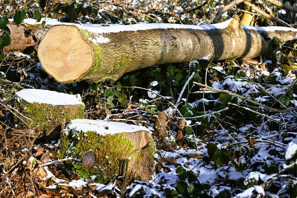 pexels-giuseppe-de-bergolis-416966285-35629502