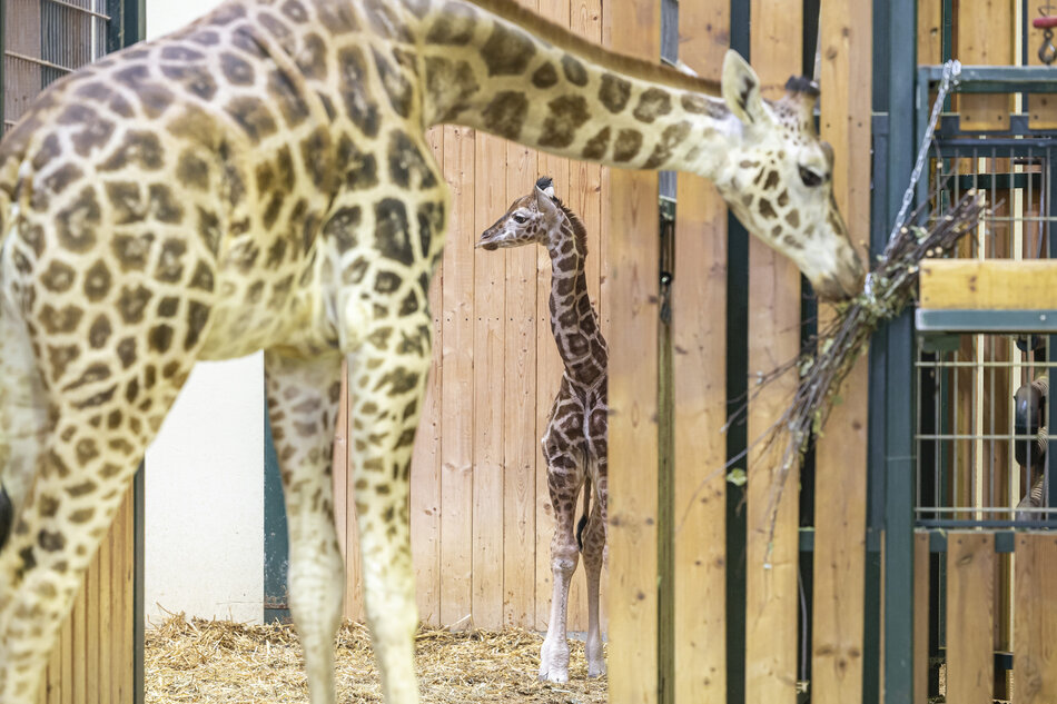 Mała i duża żyrafa stoją w żyrafiarni w zoo.