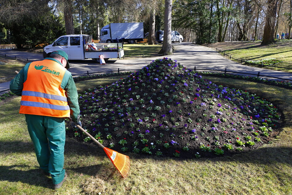 mężczyzna w pomarańczowej kamizelce o wysokiej widoczności i zielonych spodniach pracujący w parku, grabi trawnik