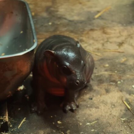 Malutki hipopotam stoi w boksie wyścielonym słomą 