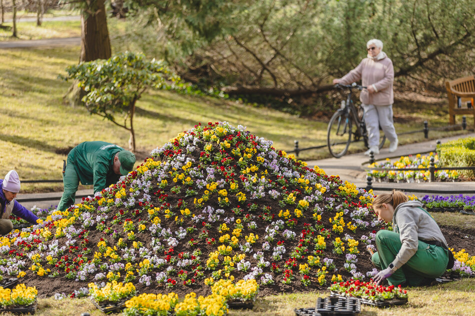 Robotnicy sadzą kwiaty na rabatach w parku.