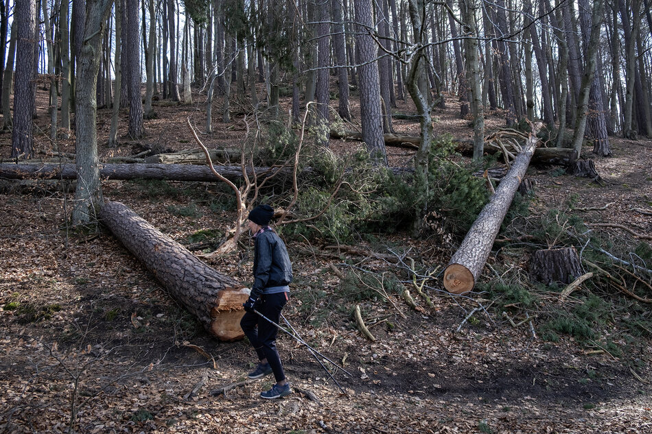 Kobieta idzie z kijkami przez las, gdzie leżą ścięte drzewa.