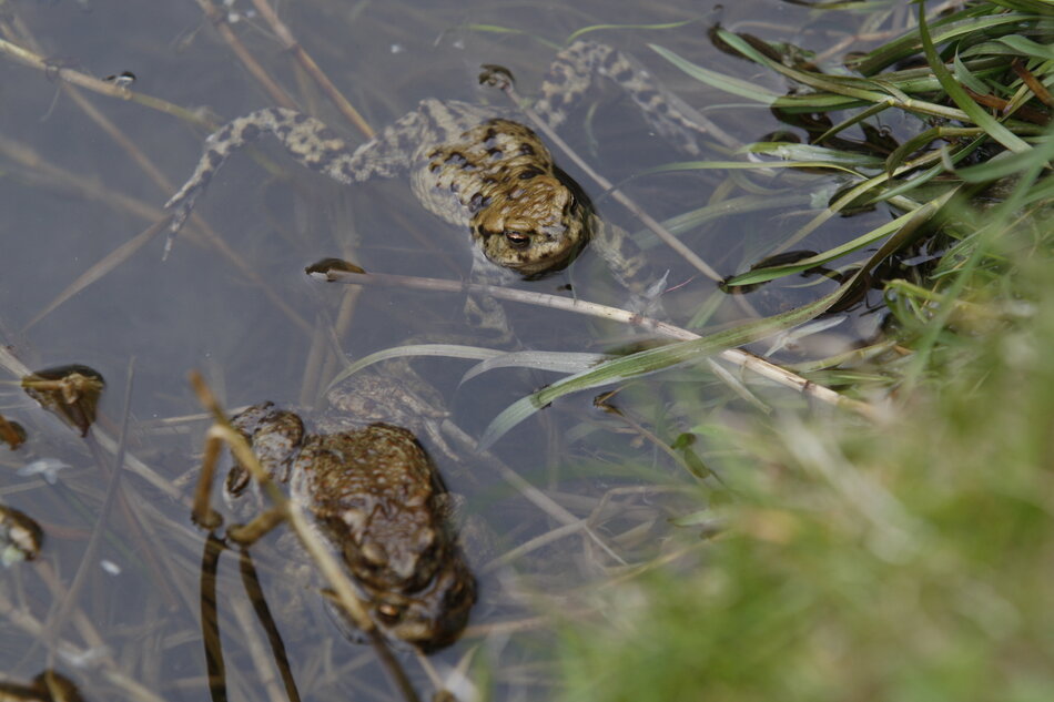 Na zdjęciu widać kilka ropuch o chropowatej, brązowawej skórze, które przebywają w płytkiej wodzie przy brzegu porośniętym trawą. Płazy znajdują się wśród zanurzonych łodyg roślin, a jeden z osobników jest wyraźnie widoczny na powierzchni wody.