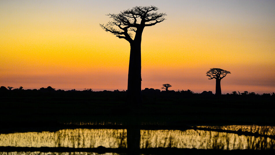 nikkys-madagascar-4806491_1920_okladka