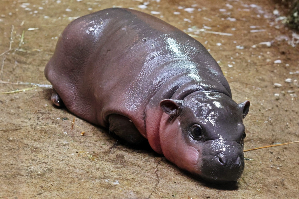 Mały hipopotamek leży 