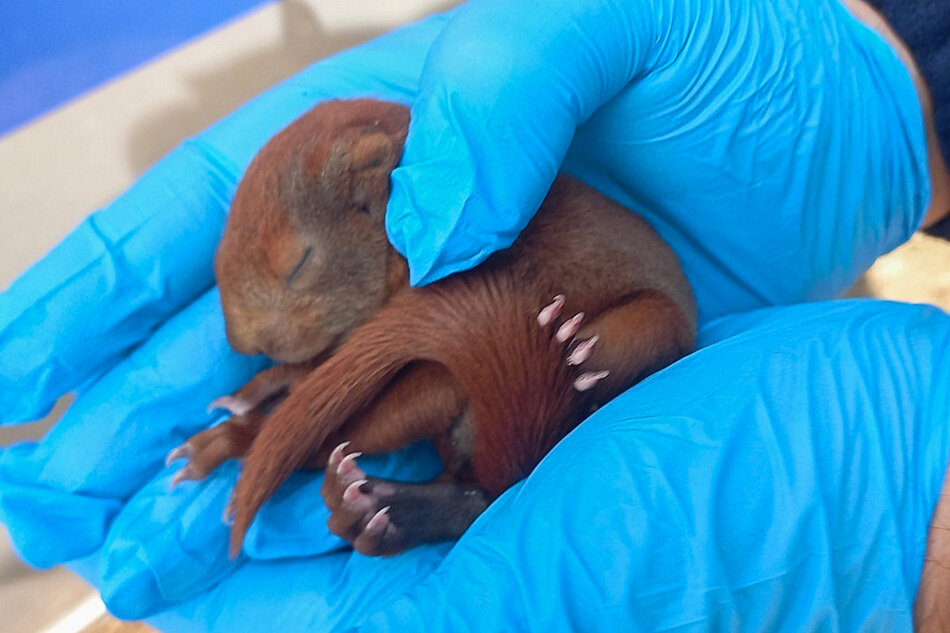 Mała wiewiórka osesek leży na dłoniach człowieka ubranych w lateksowe rękawiczki.