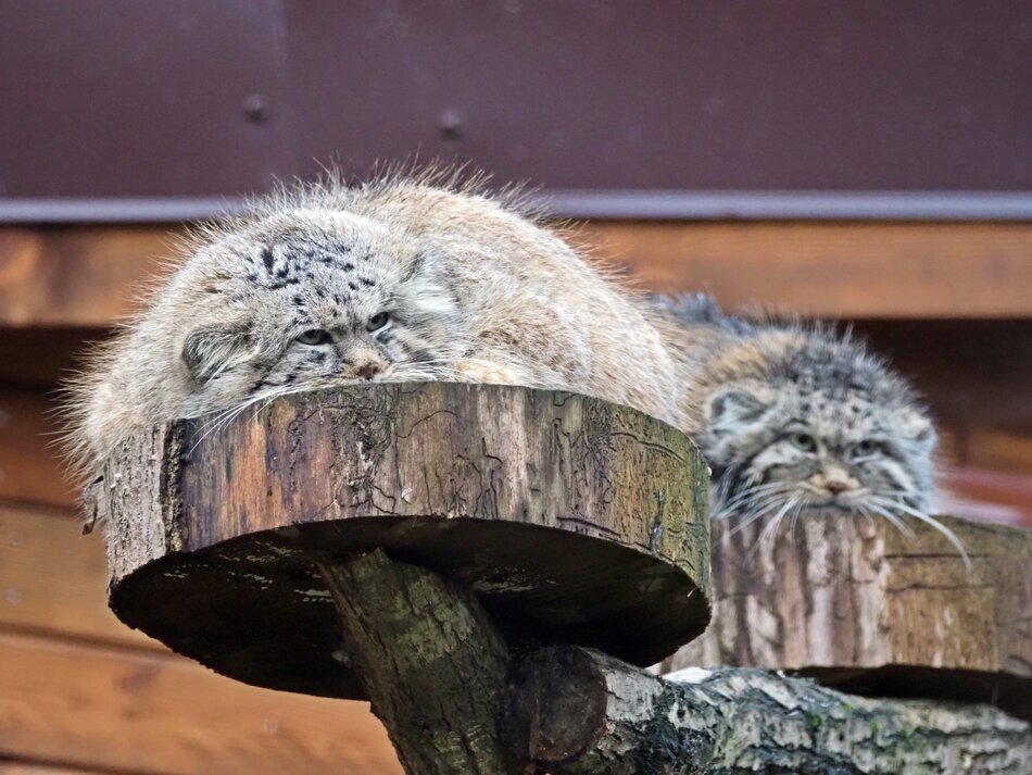 Puchaty manul leży na krążku drewna