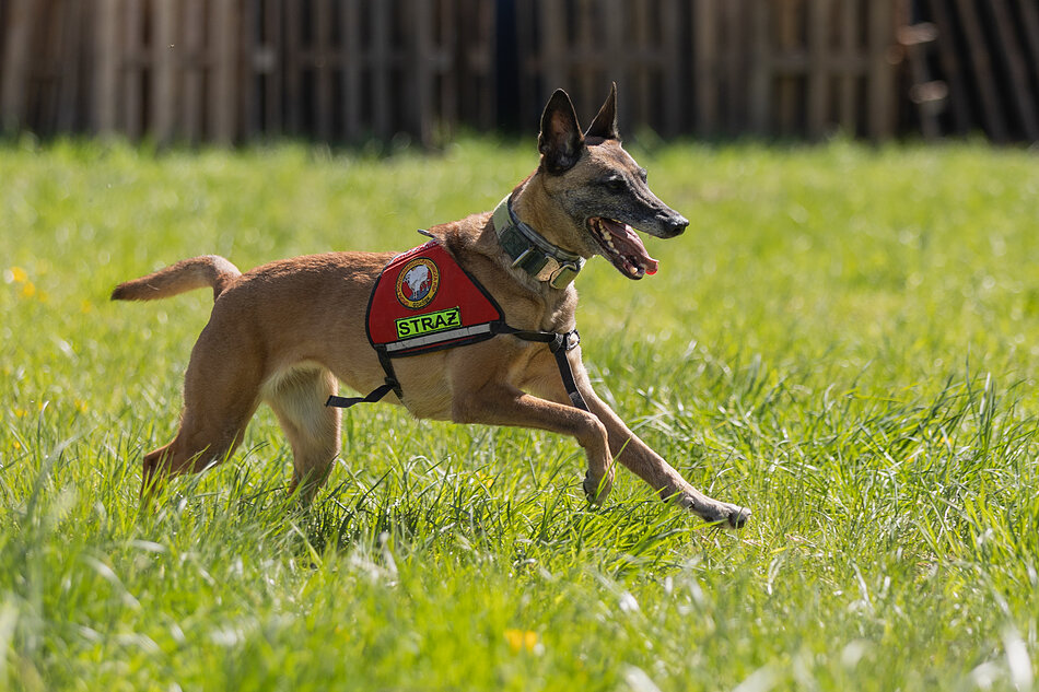 Zdjęcie przedstawia psa rasy owczarek belgijski malinois, który biegnie energicznie po zielonej trawie w słoneczny dzień. Zwierzę ma na sobie specjalistyczne czerwone szelki z napisem „STRAŻ”, co sugeruje, że jest to pies pracujący w służbach ratowniczych lub mundurowych.