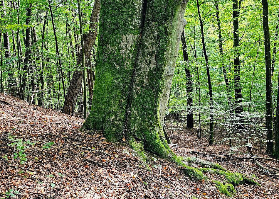 Drzewo buk zwyczajny w lesie.