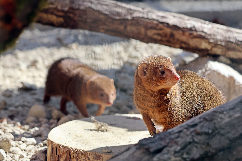 na zdjęciu dwie mangusteczki karłowate