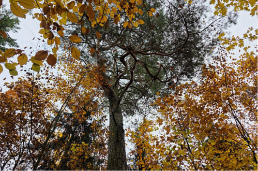 Zdjęcie dekoracyjne, przedstawiające pomnik przyrody Sosna zwyczajna (Pinus sylvestris)