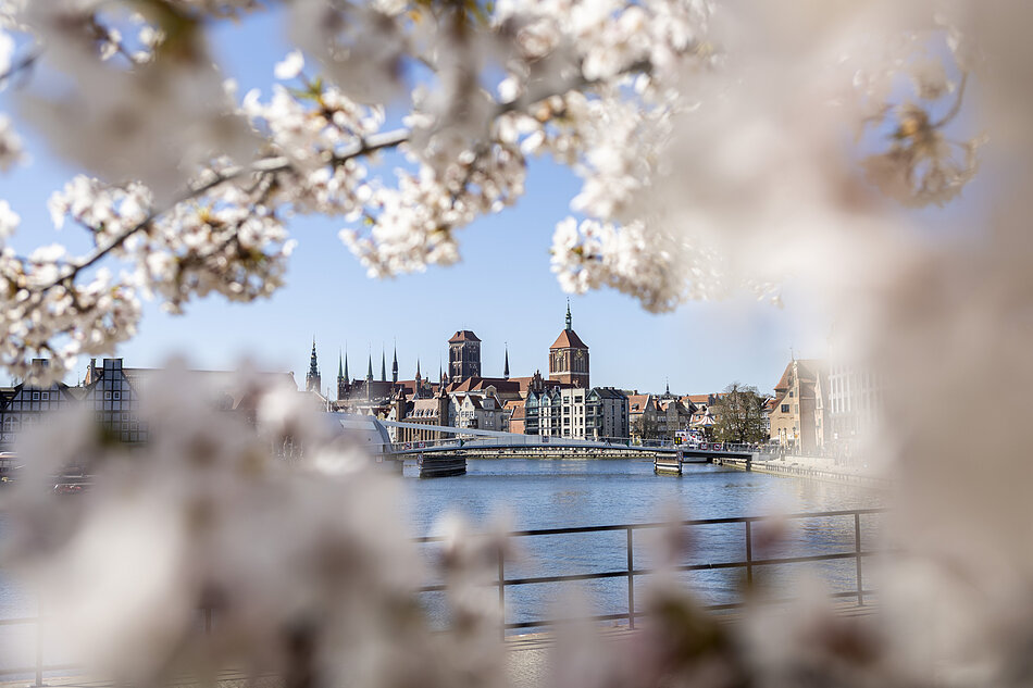 Starówka miasta widziana poprzez kwitnące drzewa owocowe.