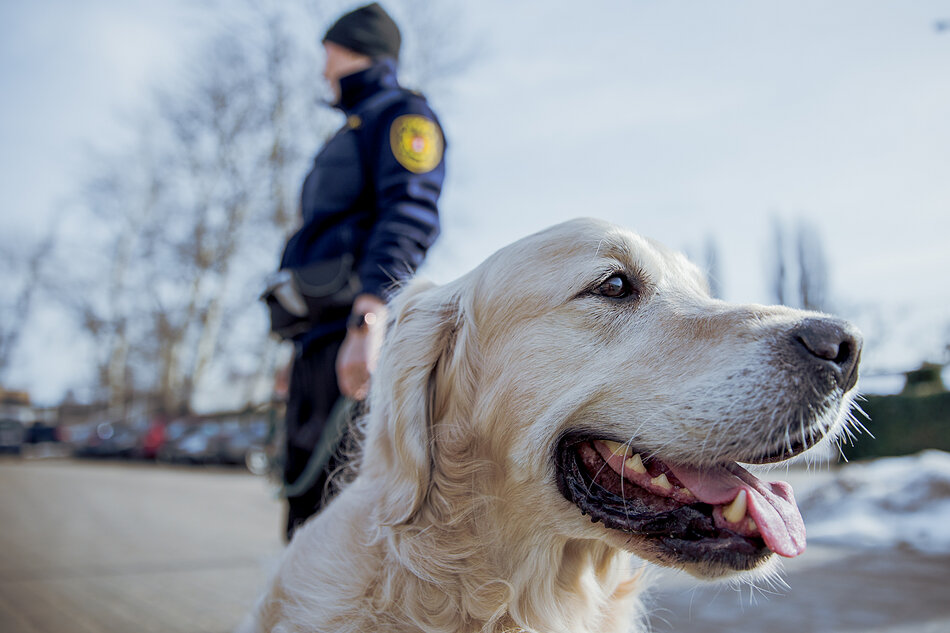Na pierwszym planie widać zbliżenie na głowę jasnego psa rasy golden retriever z otwartym pyszczkiem i wysuniętym językiem. W rozmyłym tle stoi tyłem funkcjonariuszka Straży Miejskiej w ciemnym umundurowaniu, a obok widoczne są drzewa bez liści i resztki śniegu.