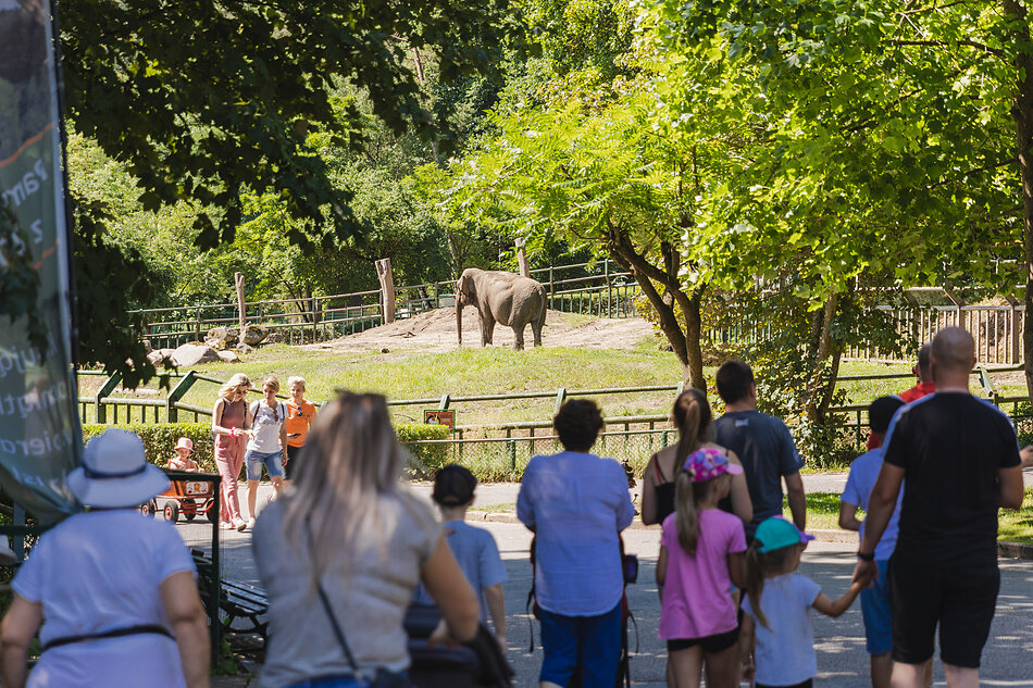 Ludzie zwiedzają zoo. W tle słoń.