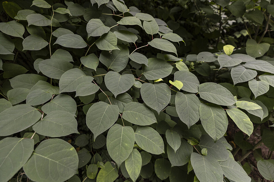 Zdjęcie przedstawia rdestowiec ostrokończysty (Reynoutria japonica), charakteryzujący się gęstymi, szerokojajowatymi liśćmi o uciętej nasadzie i ostrych czubkach. Ta pochodząca z Azji roślina jest w Polsce uznawana za groźny gatunek inwazyjny, który błyskawicznie się rozrasta i niszczy rodzimą przyrodę
