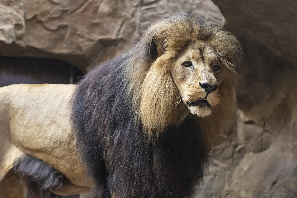 Lew z Gdańskiego Ogrodu Zoologicznego. Stoi dumne i patrzy w prawo. 