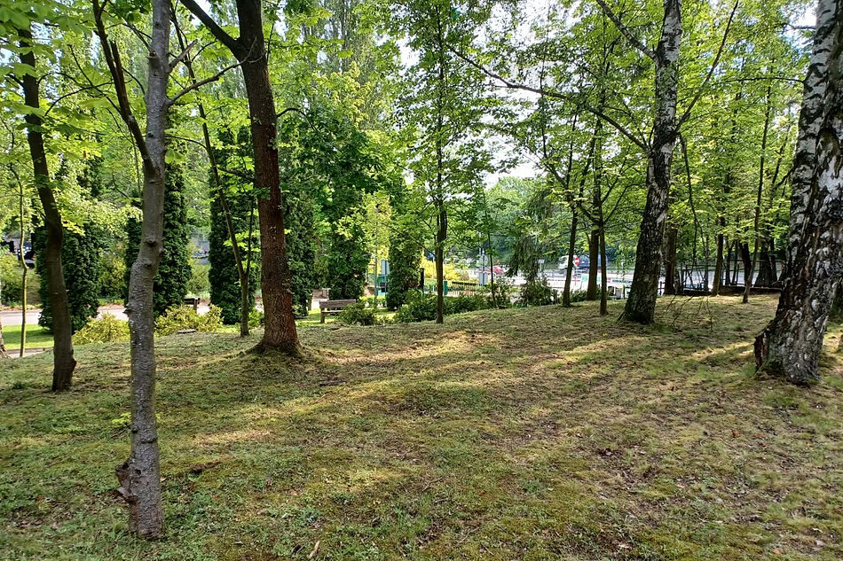 Część cmentarza, na której rośnie las.