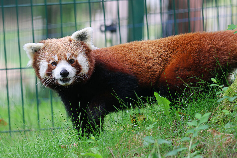 Zwierzak z gatunku pandka ruda w zoo.