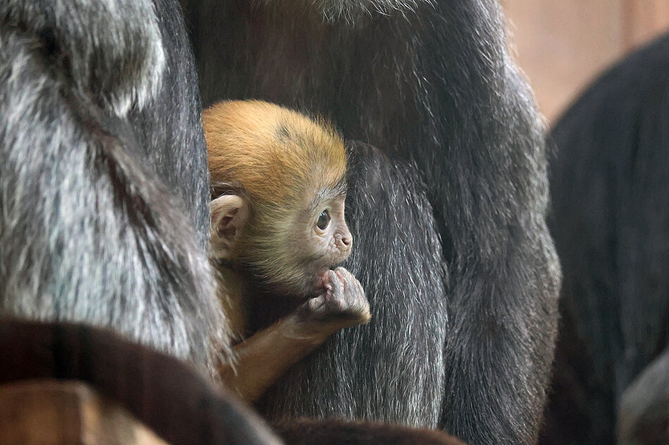 Lutung jawajski w zoo.