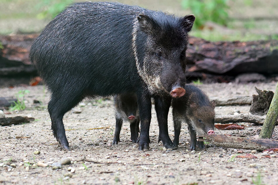Zwierzęta z gdańskiego zoo przypominające dziki