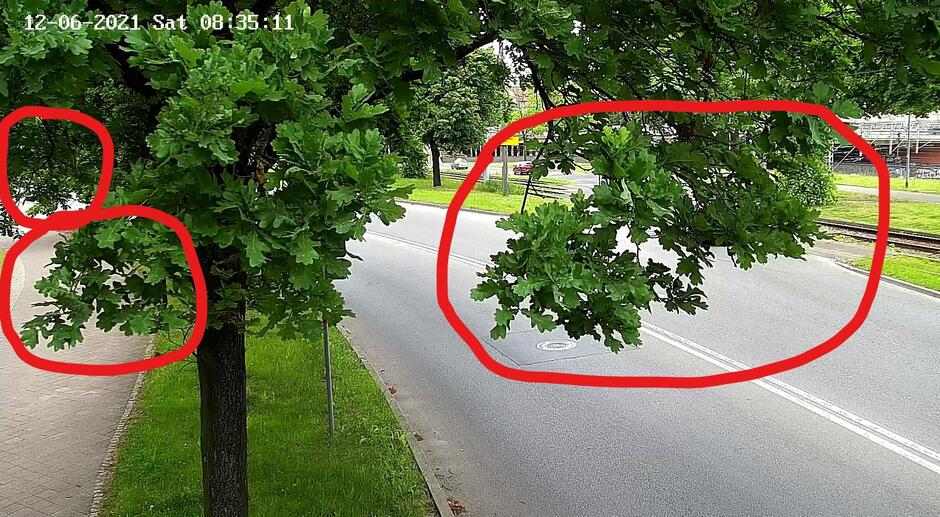 Gałęzie zasłaniające widok z kamer na ul. 3. Maja