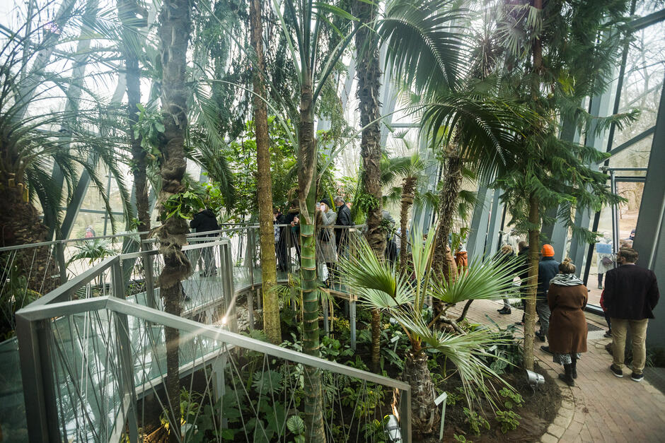 W przebudowanym kompleksie palmiarni w Parku Oliwskim zgromadzono ponad 800 egzotycznych roślin z ponad 30 gatunków z całego świata