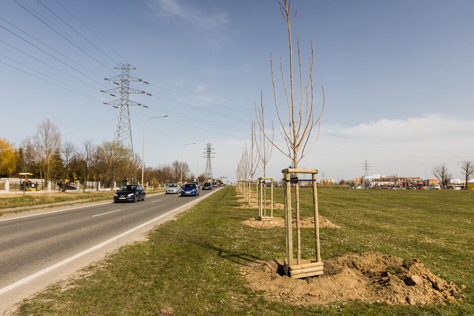Nowe drzewa posadzone zostały na al. Armii Krajowej w rejonie skrzyżowania z ul. Łostowicką
