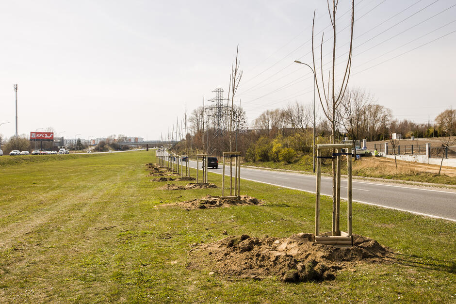 Na zdjęciu widoczne są nowo posadzone drzewa w pasie rozdziału al. Armii Krajowej