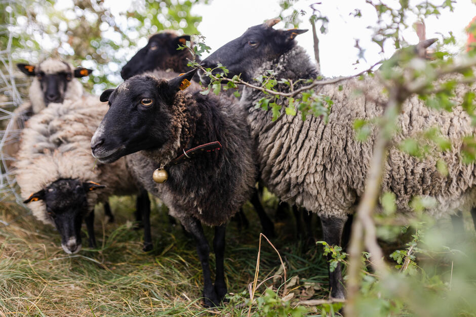 Nad Opływem Motławy pasie się stado 15 owiec wrzosówek