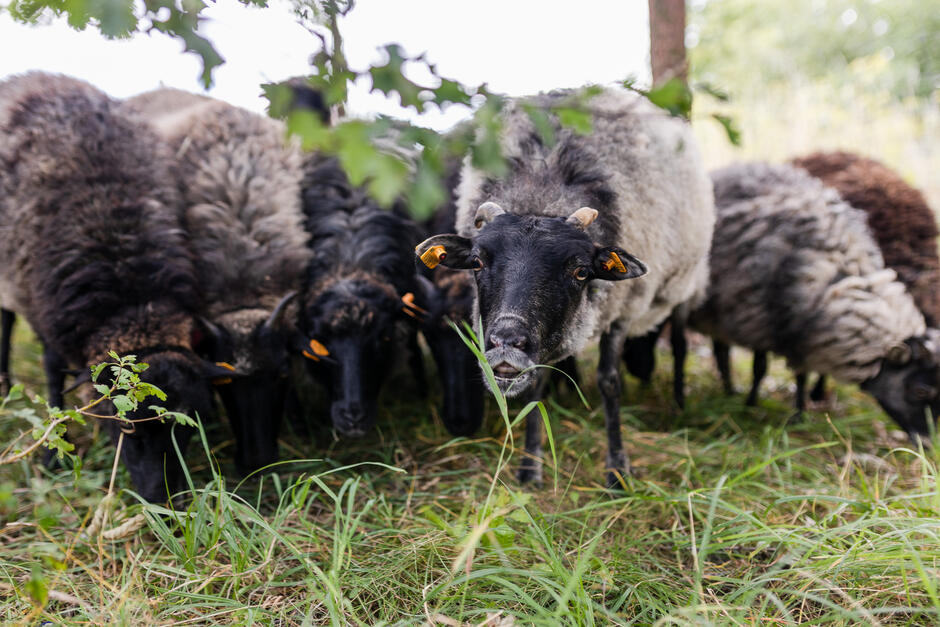 Owce będą pełnić rolę żywych eko-kosiarek