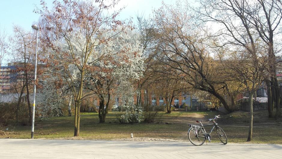 Zdjęcie przedstawia teren za przychodnią przy ulicy Jagiellońskiej, gdzie z inicjatywy mieszkańców powstanie Skwer Kwitnących Wiśni. Park kieszonkowy będzie miejscem wypoczynku inspirowanym kulturą Japonii.