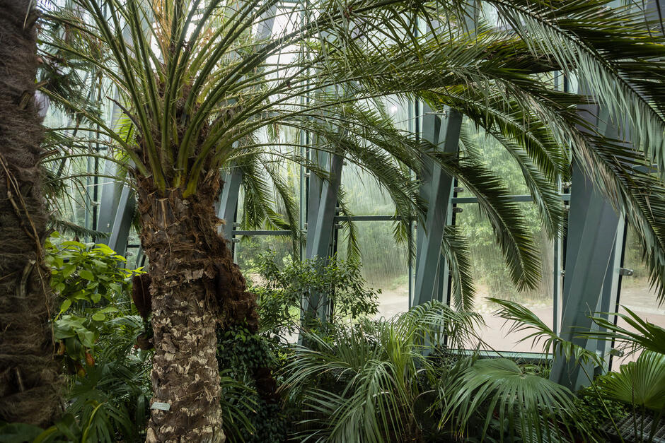 W palmiarni zgromadzona jest kolekcja roślin egzotycznych