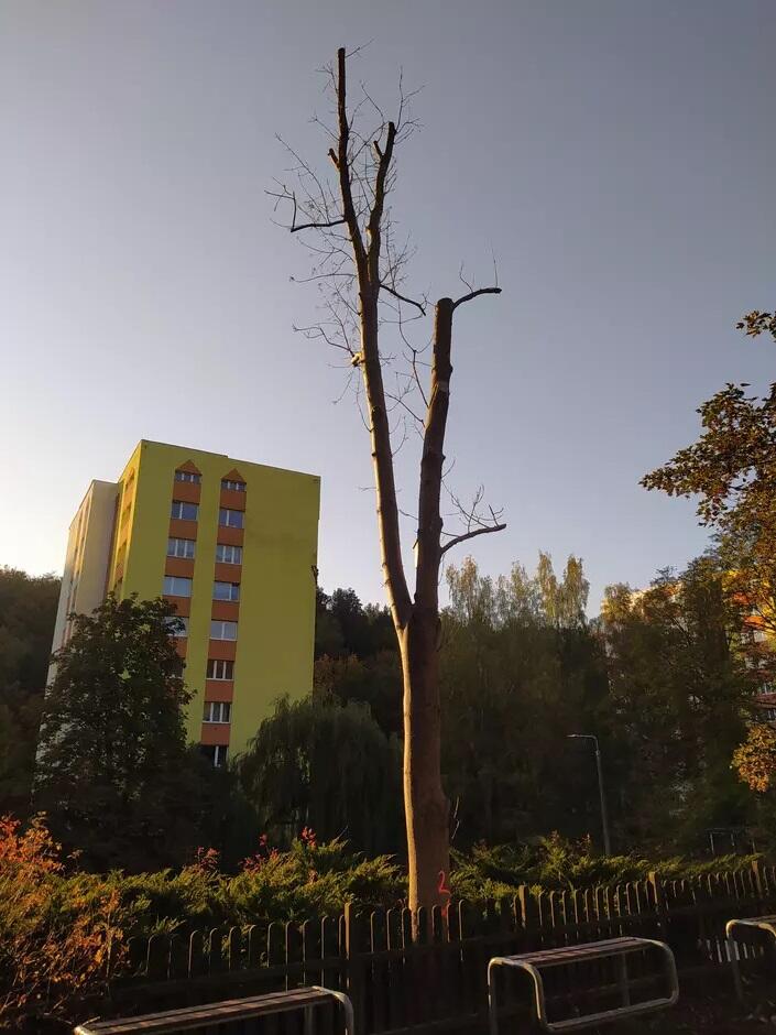 Jedno z drzew przy ul. Michałowskiego przeznaczone do wycinki