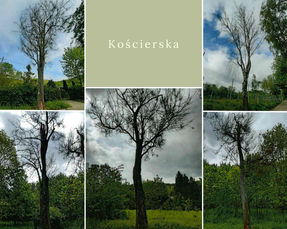 Grafika przedstawia kolaż pięciu zdjęć z obumarłymi drzewami zlokalizowanymi przy ul. Kościerskiej