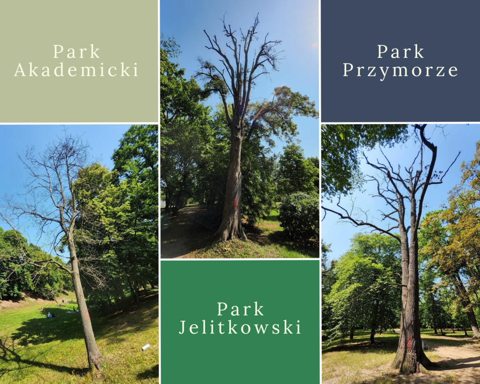 Na grafice znajdują się trzy zdjęcia martwych drzew zlokalizowanych w Parku Akademickim, Parku Jelitkowskim oraz Parku Przymorze