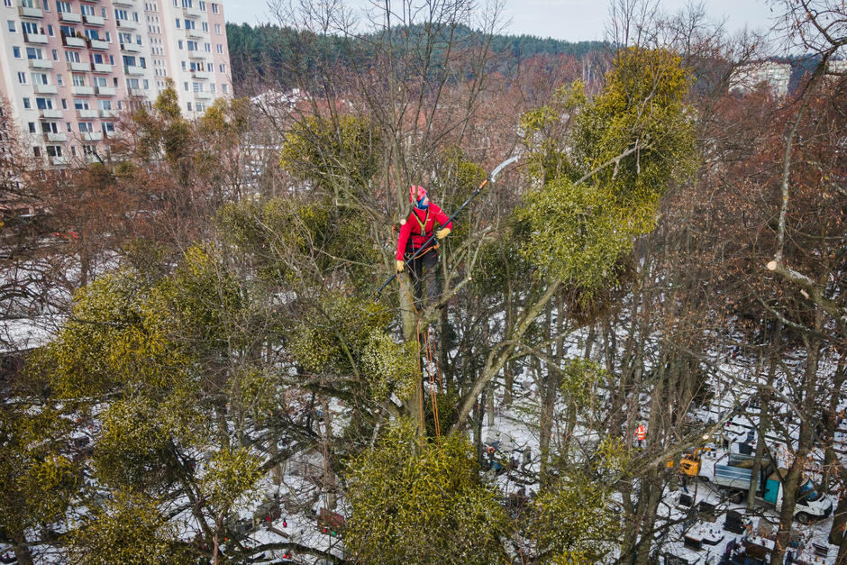 Na zdjęciu widoczny jest mężczyzna w specjalistycznej, alpinistycznej uprzęży. Znajduje się on w koronie drzewa i odcina gałęzie, na których rozrasta się jemioła.