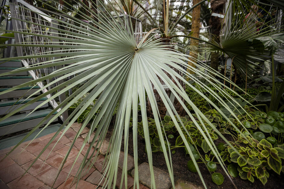 Na zdjęciu widać bujną roślinność gdańskiej palmiarni.