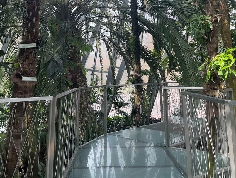 Na zdjęciu widoczne jest wnętrze rotundy palmiarni z perspektywy szklanego podestu, który znajduje się w centrum fotografii. Dookoła widać okazałe rośliny egzotyczne - palmy, szorstkowce, araukarie.