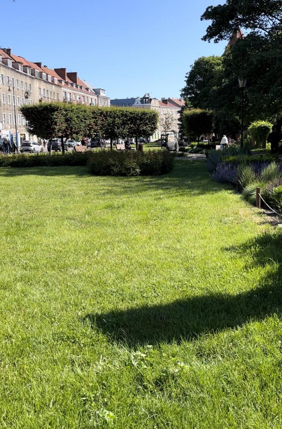 Na zdjęciu widoczny jest zadbany trawnik na Placu Kobzdeja.