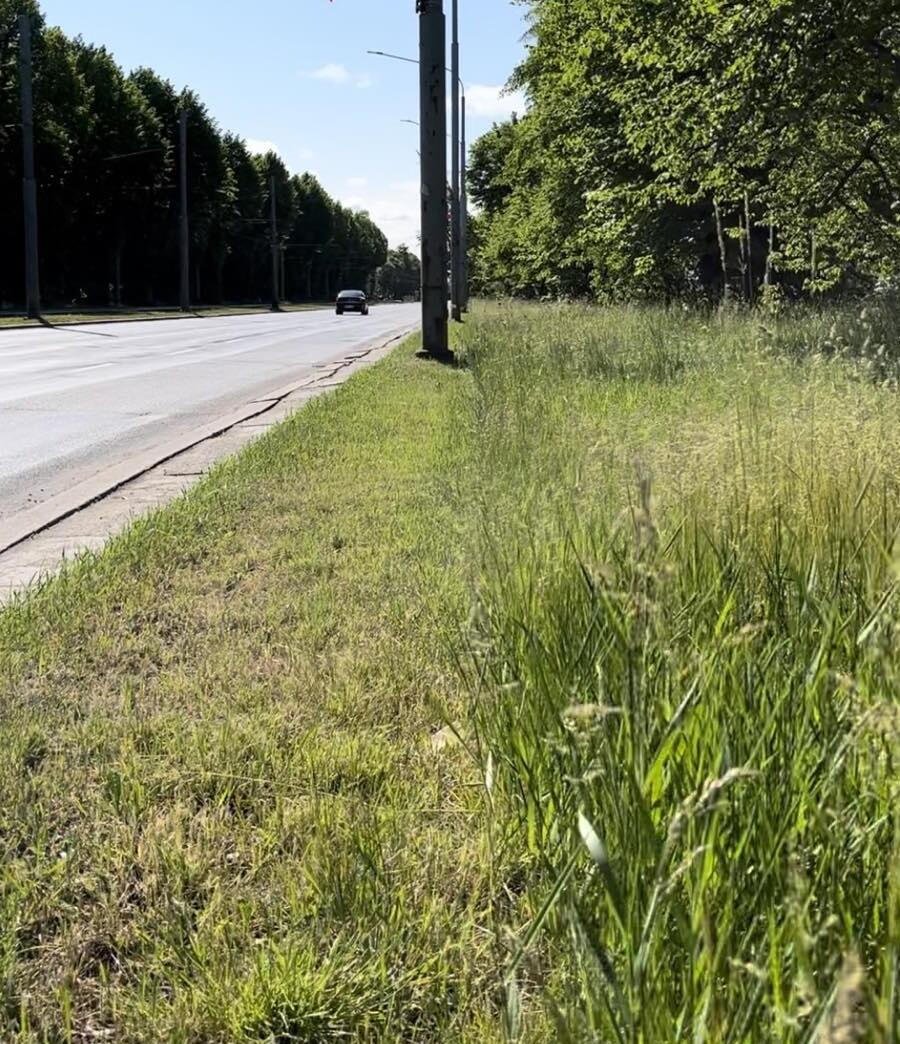 Na zdjęciu widoczna jest murawa wzdłuż jezdni. Najbliżej jezdni trawa jest skoszona, nieco dalej bujnie rośnie.
