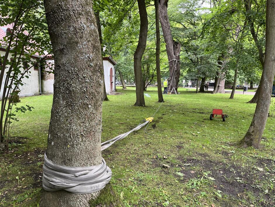 Na zdjęciu widoczne są drzewa rosnące w Parku Oliwskim. Są opasane aparaturą badawczą i specjalistycznymi linami, które pomogą w zbadaniu ich stabilności.