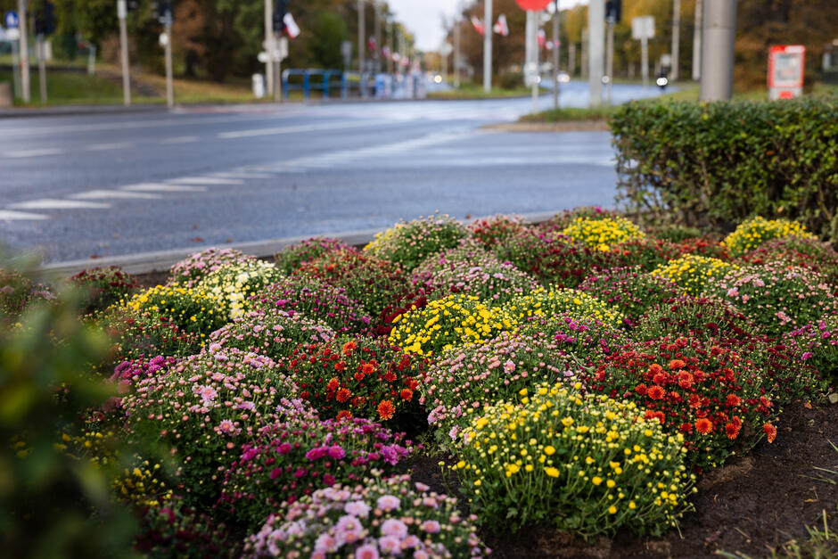 Na zdjęciu widać kwitnące chryzantemy w różnych kolorach, które zostały posadzone na Rondzie Ofiar Katynia.