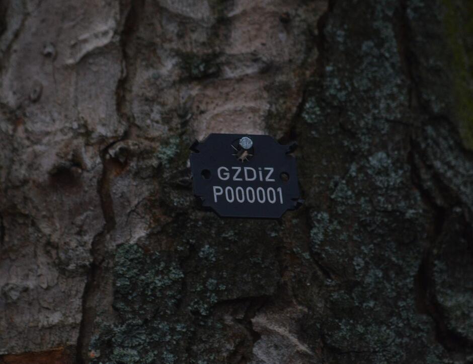 Na zdjęciu widoczny jest arbotag - wprowadzane oznaczenie drzew pozostających pod opieką GZDiZ