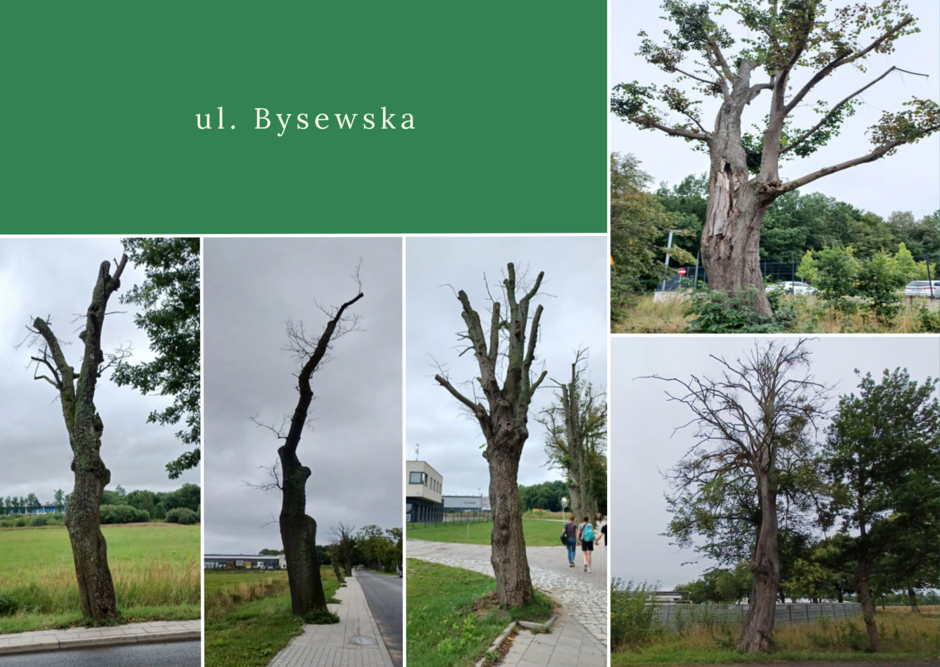 Na zdjęciu znajdują się drzewa przeznaczone do usunięcia ze względu na zagrożenie, jakie stwarzają.