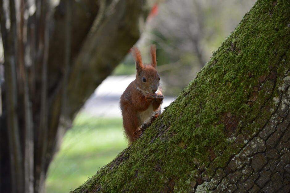 Na zdjęciu widoczna jest ruda wiewiórka siedząca na drzewie w Parku Oliwskim.
