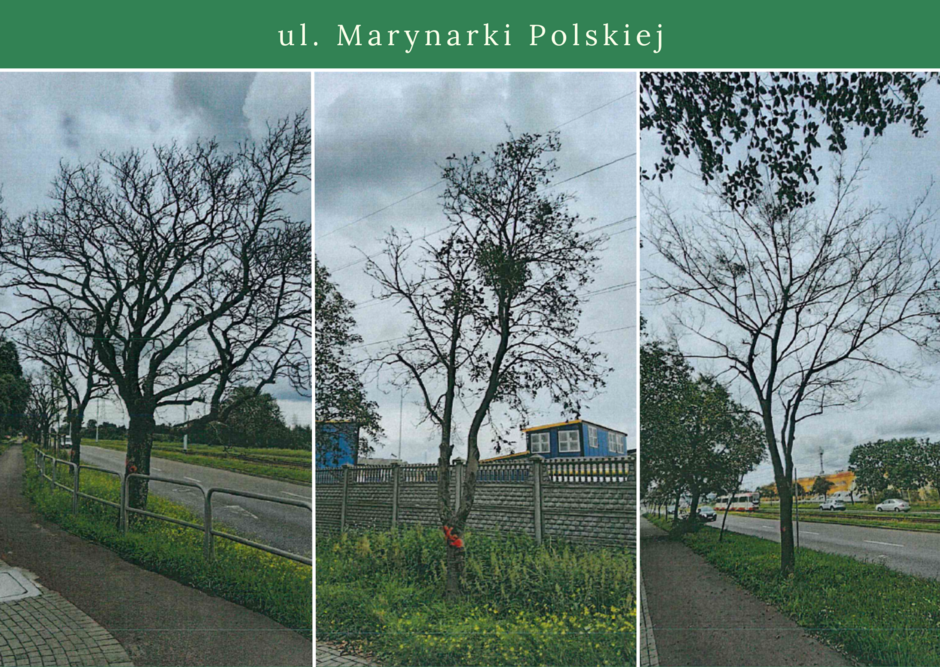 Obumarłe drzewa przy ul. Marynarki Polskiej.