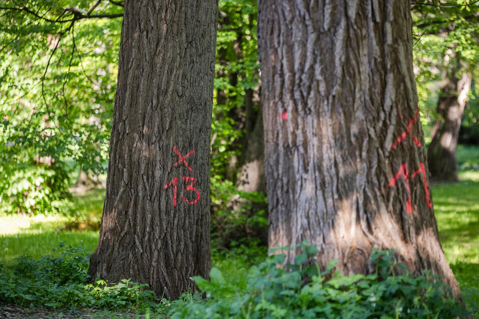 Na zdjęciach widoczne są pnie drzew z oznakowaniem oznaczającym konieczność ich usunięcia