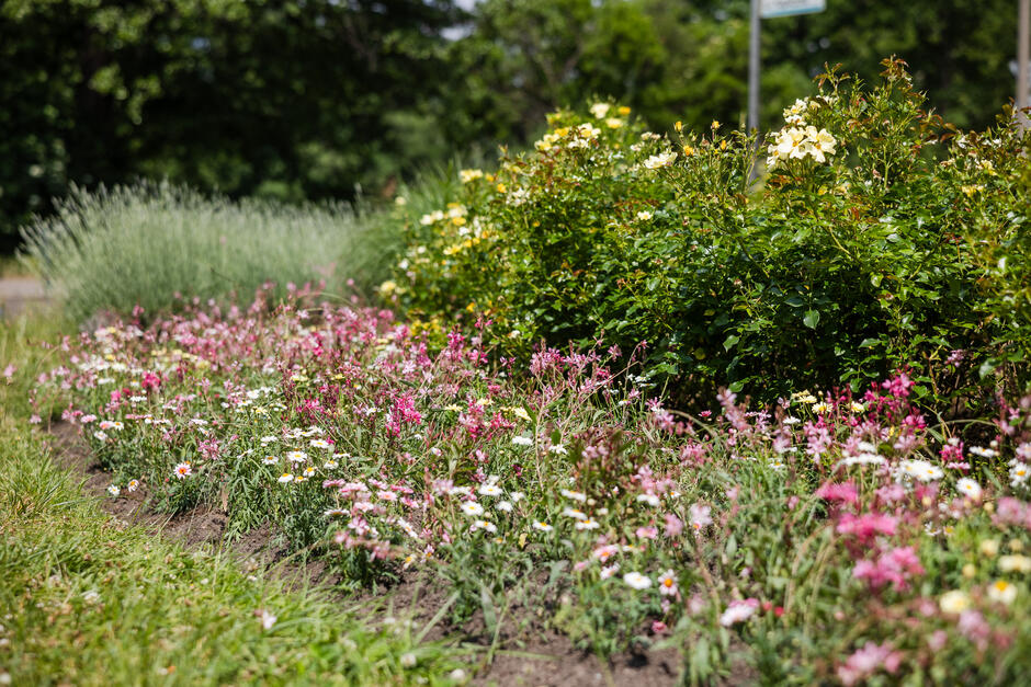 Na zdjęciu widoczne są różne gatunki kwiatów kwitnących na różowo. Są posadzone w otoczeniu ozdobnych traw.